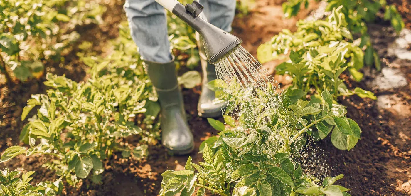 image-of-person-watering-plants-outside
